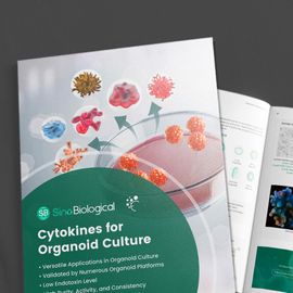 Cytokines for Organoid Culture 